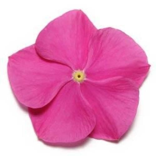 Семена цветов Катарантус PACIFICA XP DEEP ORCHID PanAmerican 1000 шт. (BN00611)