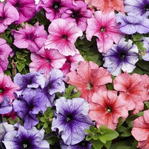 Семена цветов Петуния крупноцветковая Tritunia F1 Veined Mix Syngenta 10 шт. (BN07499-4)