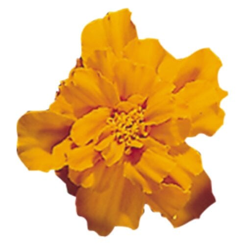 Семена цветов Benary Бархатцы отклонены 50 шт. Safari Tangerine (BN06129-3)