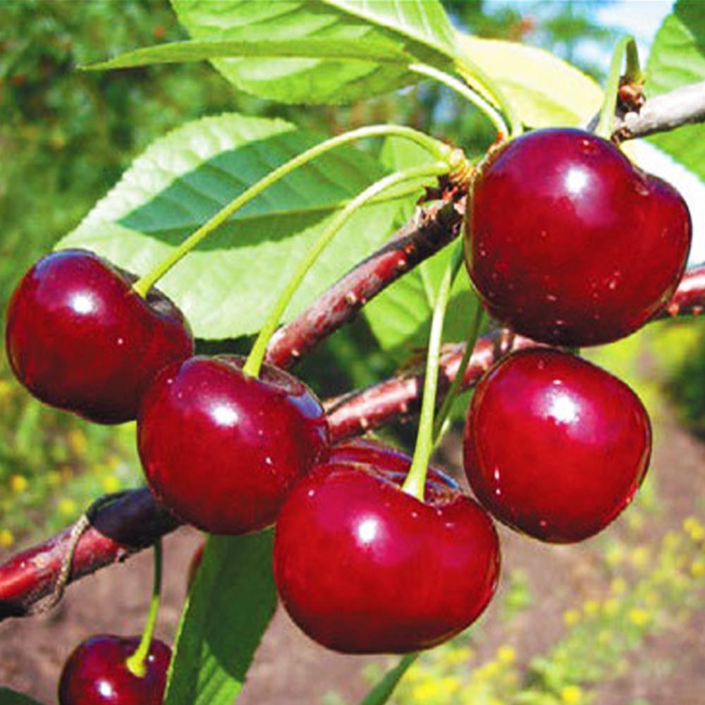 Саджанець вишні Ерді 1 річний (14965050)