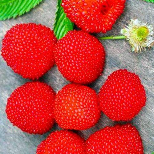 Сажанец Тибетская малина Мяо-Мяо средний срок созревания дает очень крупные вкусные плоды (35798)