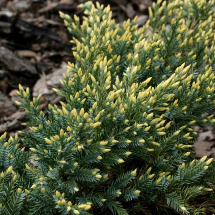 Саженец можжевельника чешуйчатого Juniperus squamata Dream Joy Р9 (645185500) - фото 3 Саженец можжевельника чешуйчатого Juniperus squamata Dream Joy Р9 (645185500) - фото 3