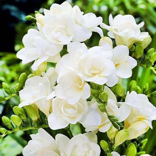 Фрезия Florium Double White (13586)