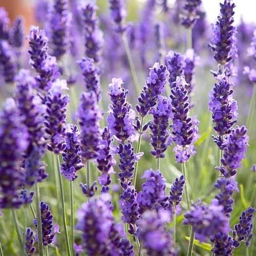Саженец лаванды узколистной Нико Lavandula angustifolia Platinum nico Р9 (1222001555)