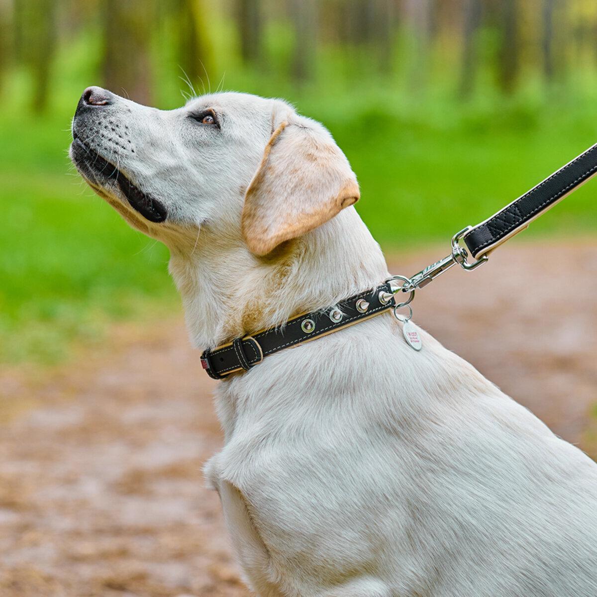 Ошейник для собак кожаный Waudog Soft с QR паспортом/шипами 35 мм х 46-60 см Черный (7212 Col)