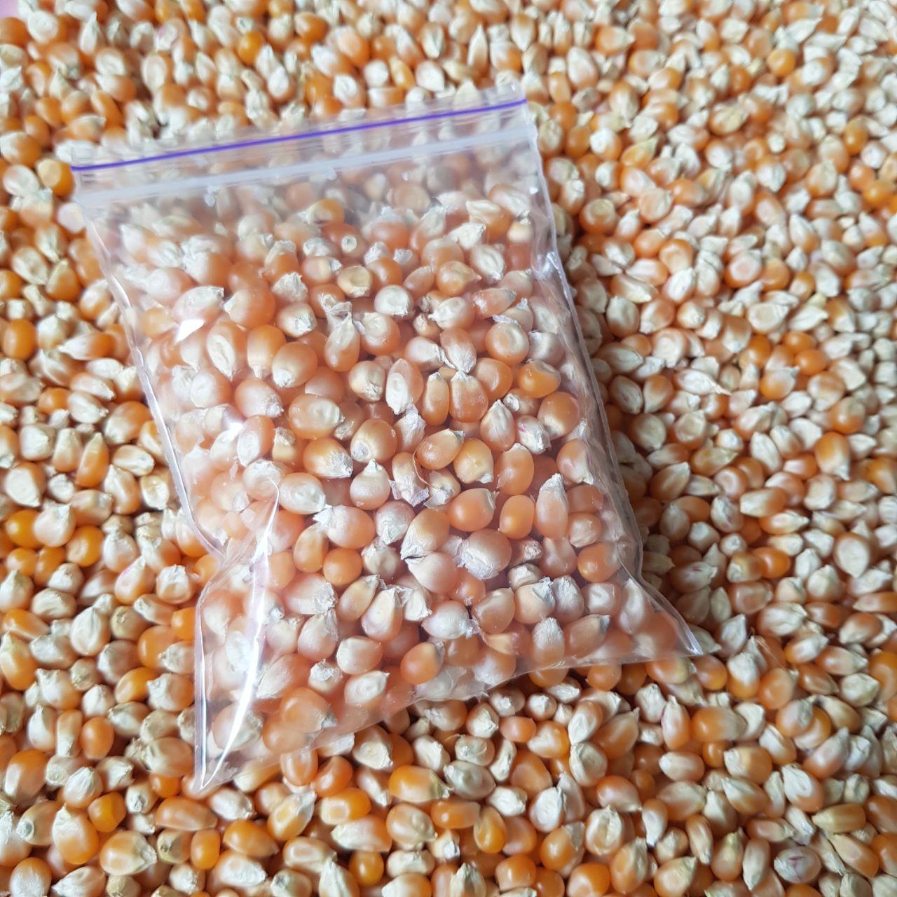 Насіння кукурудза для попкорну 80 г (2976281956)