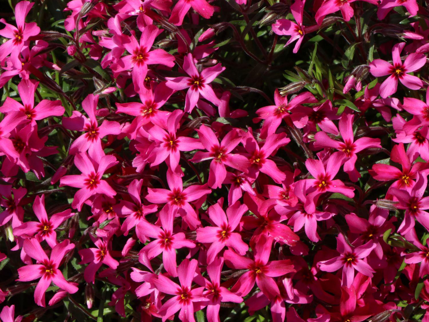 Флокс шиловидний Dobrodar Phlox Atropurpurea 1 шт. (38294846)
