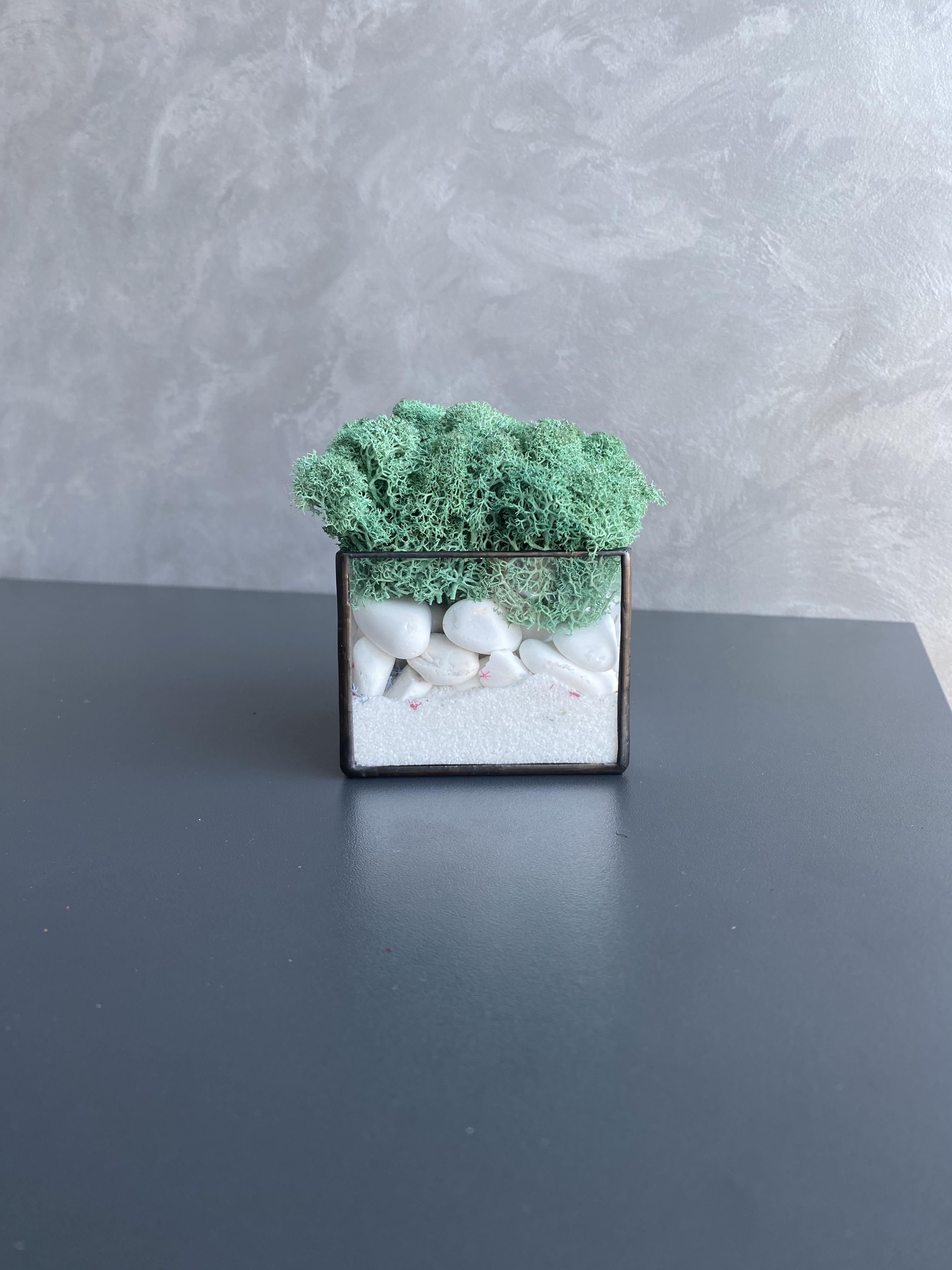 Моссариум со стабилизированным мхом (32686077)