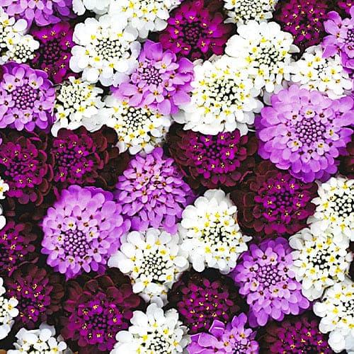 Насіння Іберіс Florium Амбрелла (6105) - фото 2 Насіння Іберіс Florium Амбрелла (6105) - фото 2