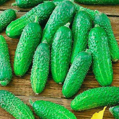 Семена Огірок Florium Хрустка F1 (12225)