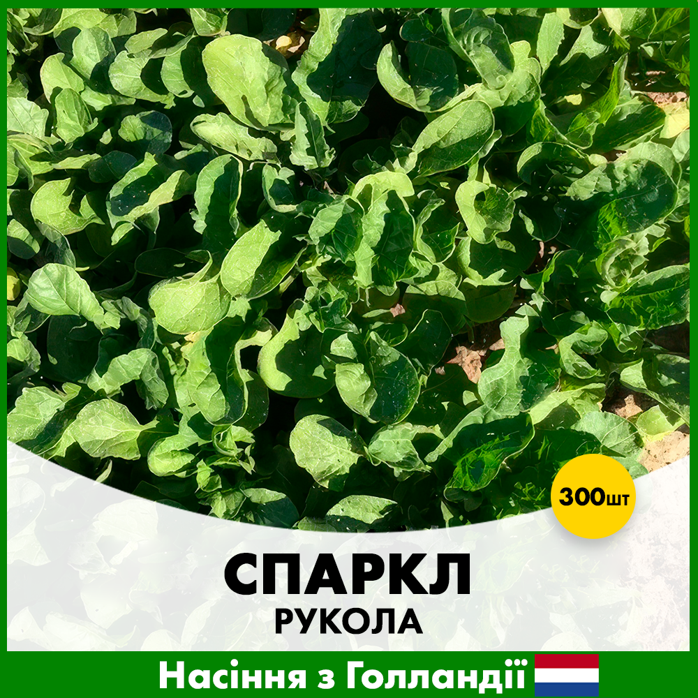Насіння руколи Rijk Zwaan Спаркл 300 шт. (R50122)