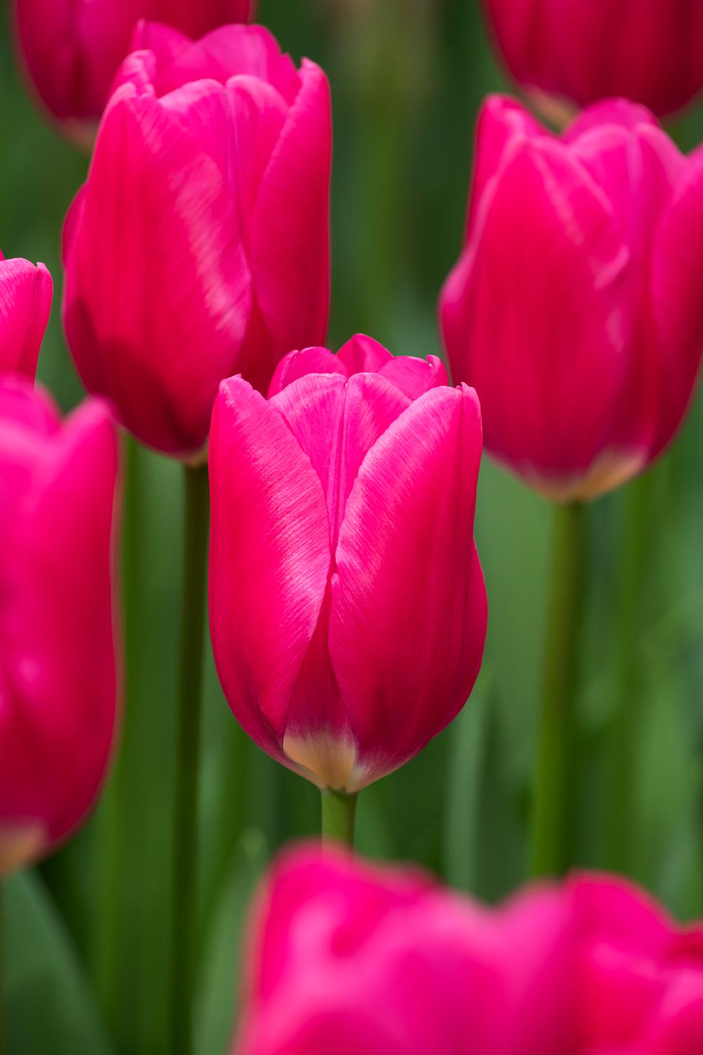 Тюльпан Dobrodar Тріумф Pink Ardour 2 шт. (38294461)