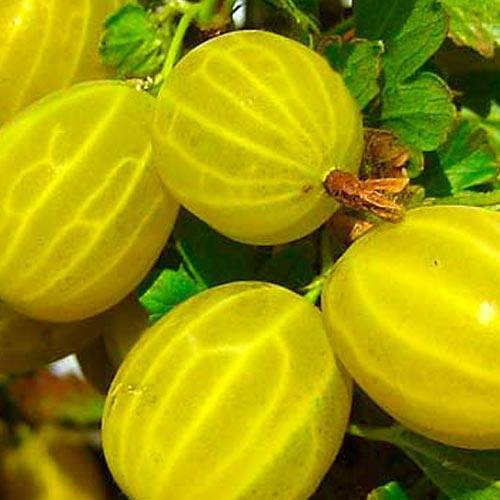 Сажанец Крыжовник ярко-малахитовый На удачу Good luck премиальный высокоурожайный сорт (48171) Сажанец Крыжовник ярко-малахитовый На удачу Good luck премиальный высокоурожайный сорт (48171)