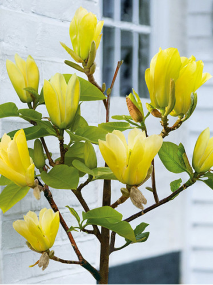 Магнолия Yellow Bird (6766)
