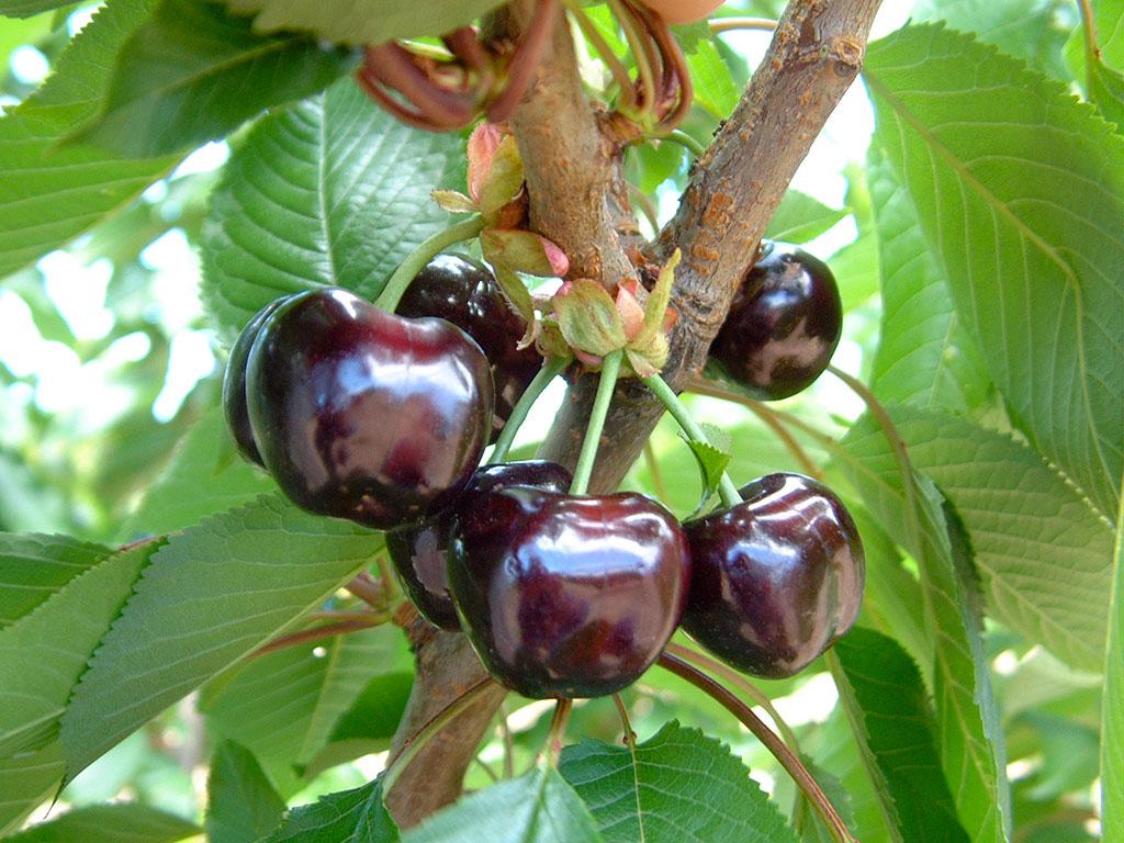 Саджанець ранної черешні Бурлат (2072748829)