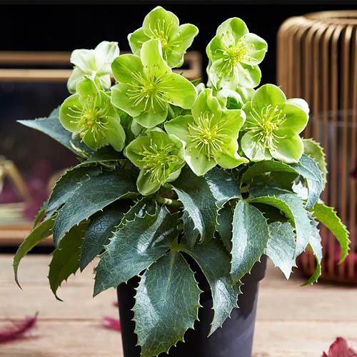 Морозник Florium Argutifolius (7058) - фото 3 Морозник Florium Argutifolius (7058) - фото 3