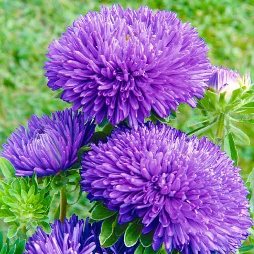 Семена Астра Florium Гала Виолет (17433) Семена Астра Florium Гала Виолет (17433)