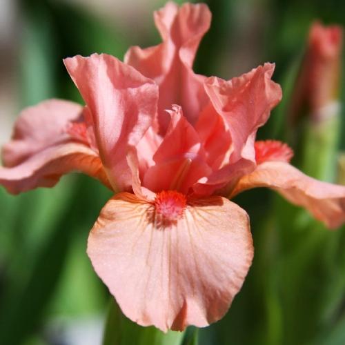 Ирис Pussycat Pink Florium