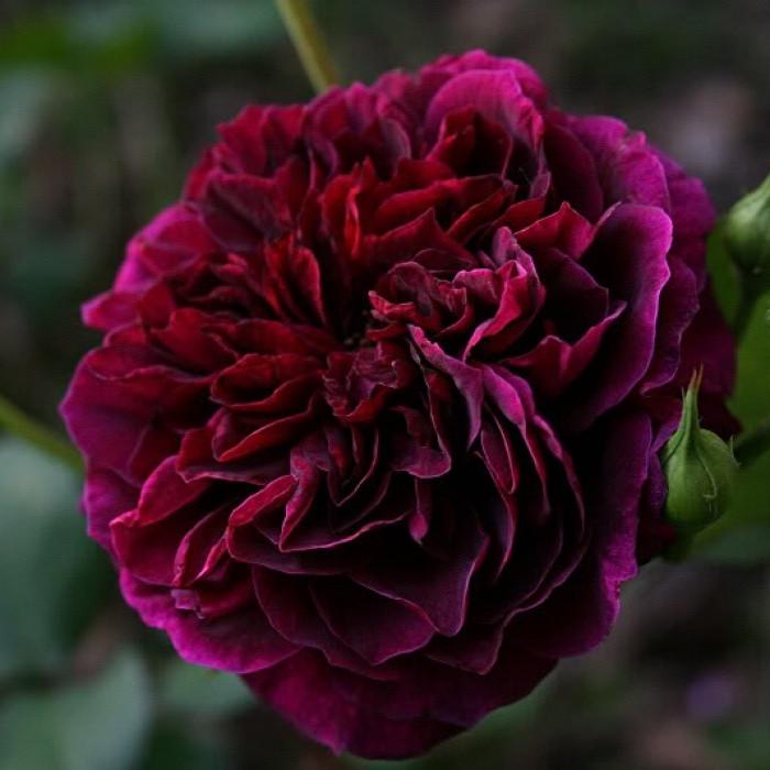 Роза английская Tradescant в контейнере (2669431326) Роза английская Tradescant в контейнере (2669431326)