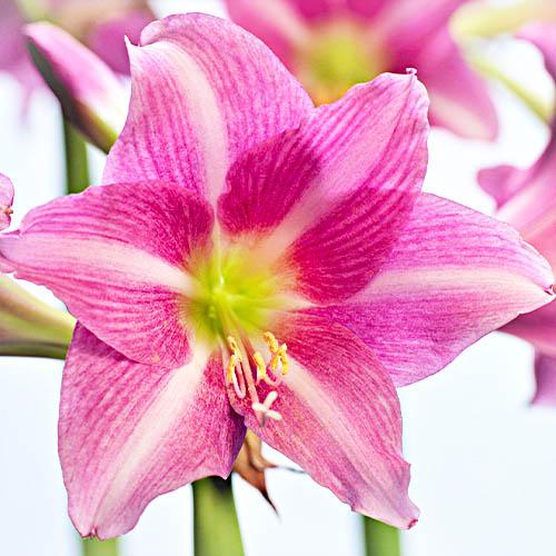 Амариліс Florium Estella (11165) - фото 2 Амариліс Florium Estella (11165) - фото 2