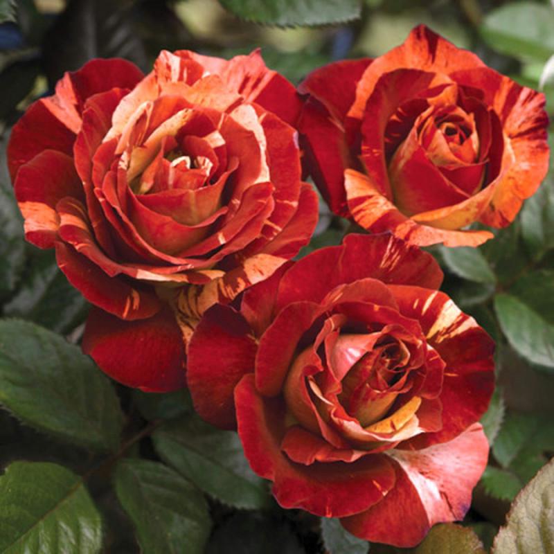 Роза Velet Fire Crack Ч/Г трехлетняя в контейнере (2558773536)