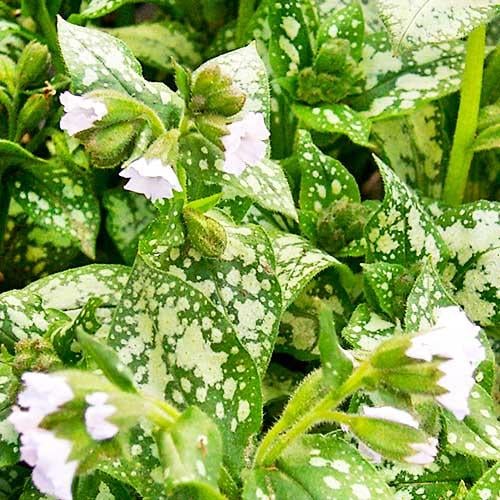 Пульмонария Florium Moonshine (18433)