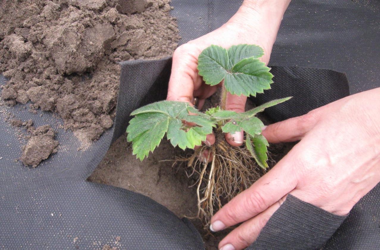 Агроволокно Growtex пакетоване щільність 50 гр/м2 50x3,2 м рулон Україна Чорний - фото 5 Агроволокно Growtex пакетоване щільність 50 гр/м2 50x3,2 м рулон Україна Чорний - фото 5