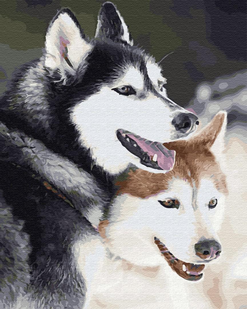 Картина по номерам Brushme Хаски 40x50 см (GX28714)