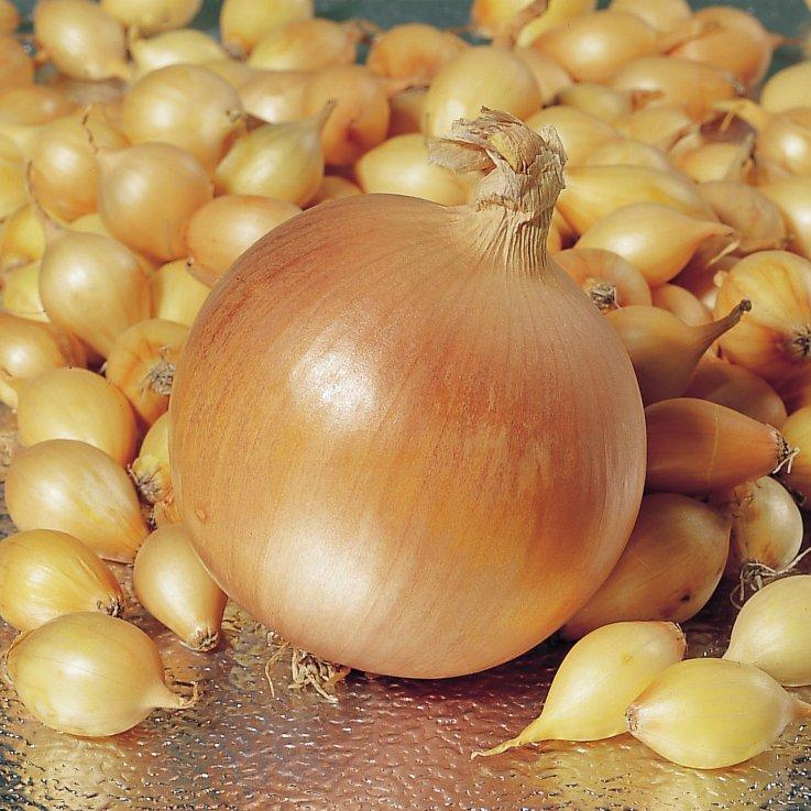 Лук севок BroerB.V. Стур СВ20 10-21 мм 1 кг (2330842234)