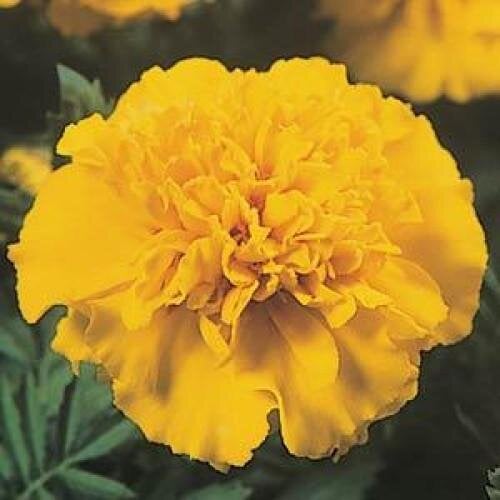 Семена цветов PanAmerican Бархатцы отклонены JANIE 1000 шт. Yellow Bright (BN02629)