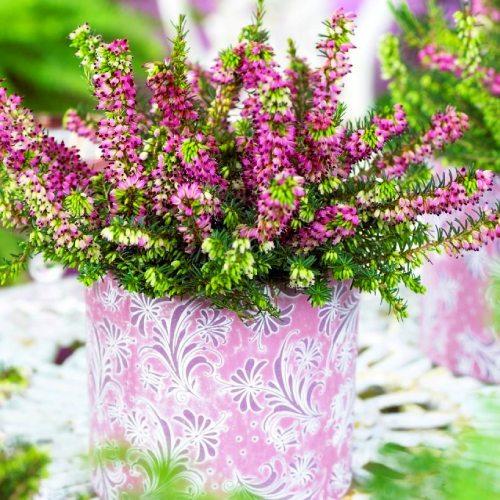 Эрика Florium Kramer's Rote (4722)