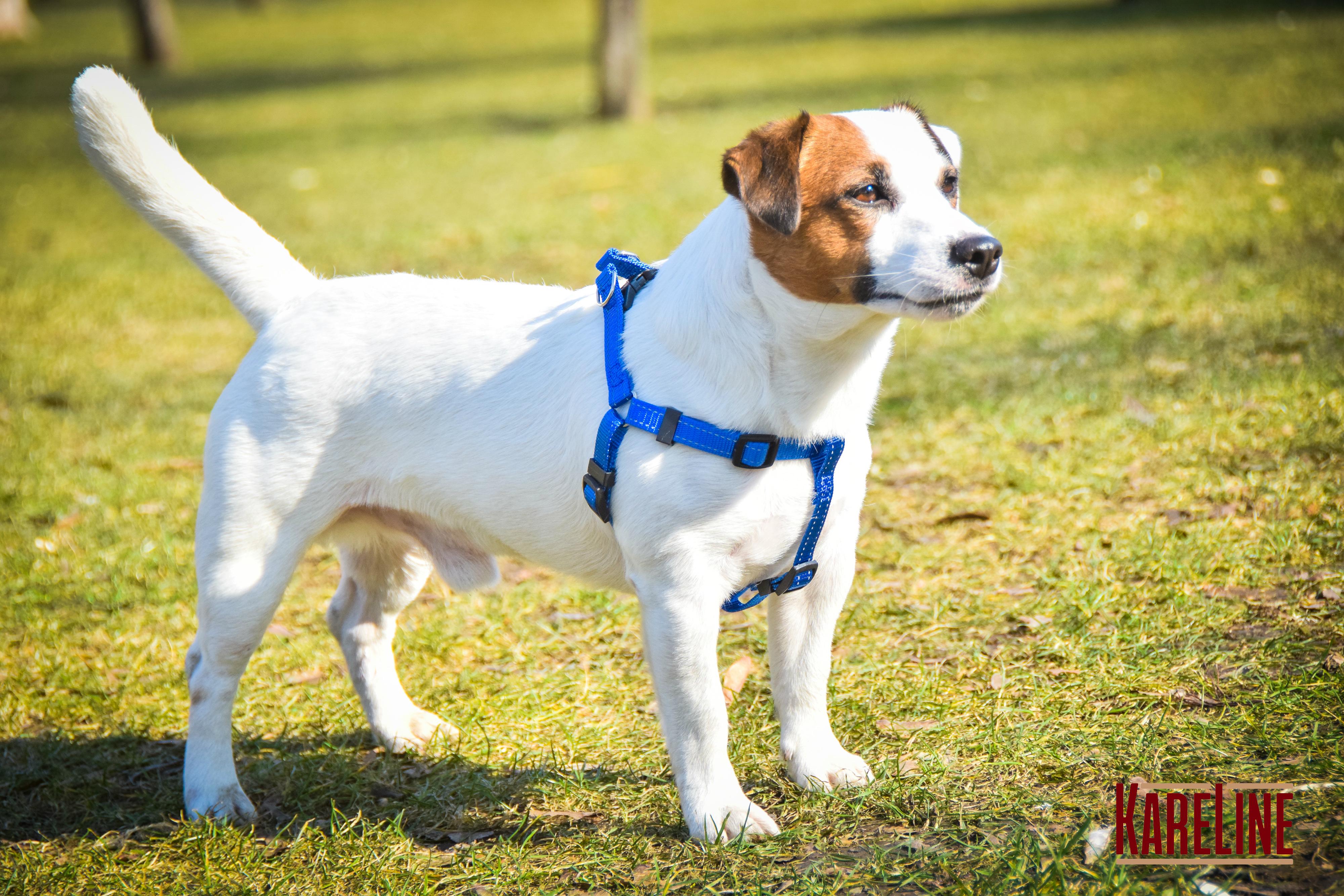 Шлея KareLine из нейлона с пластиковой пряжкой 10 мм А:240-300 мм В:260-400 мм Синий (0861/7) - фото 5