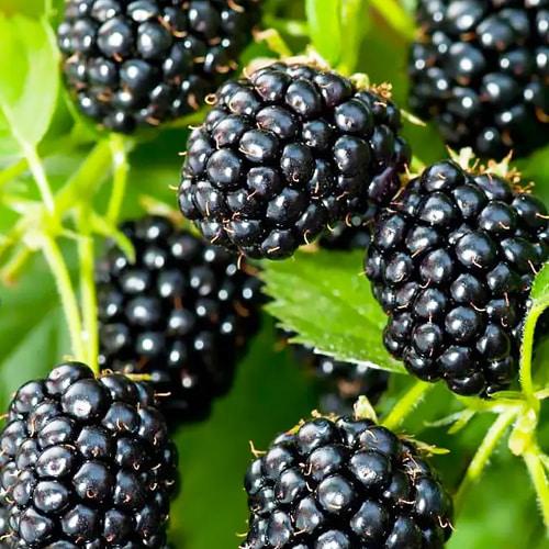 Сажанець LMTD Ожина рання Black Satin великоплідна сортова укорінена висота 50-60 см (185296)