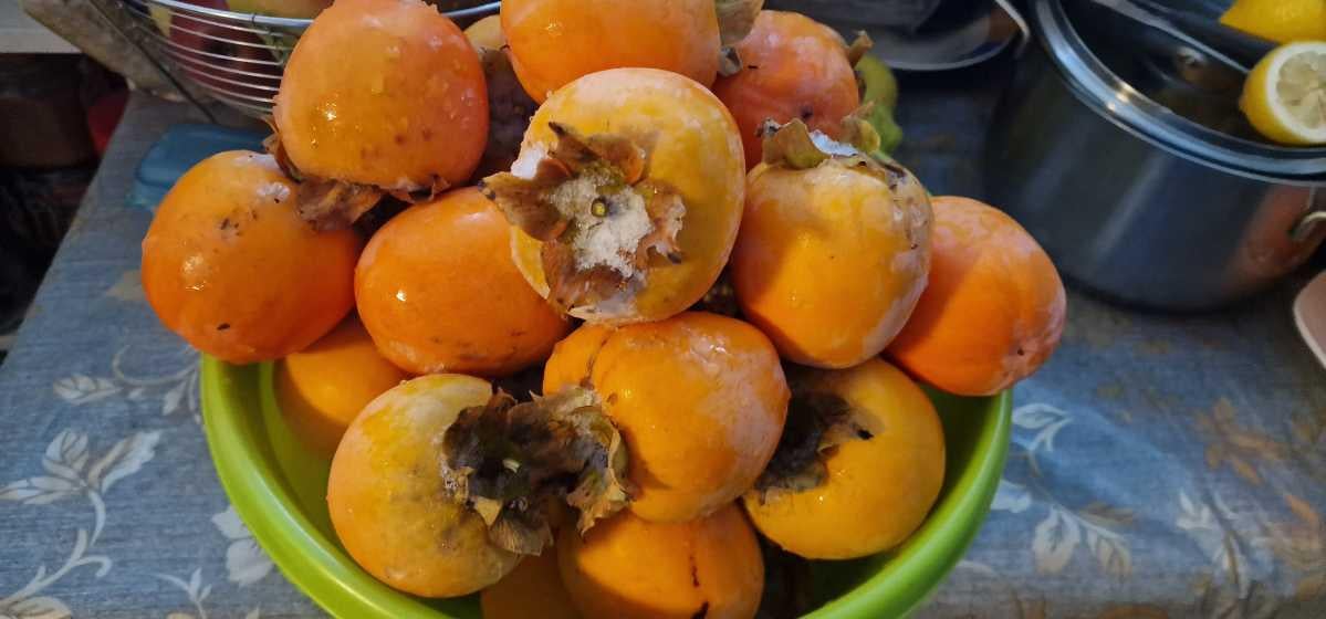Саженец Хурма Киллен 3 шт. - фото 2