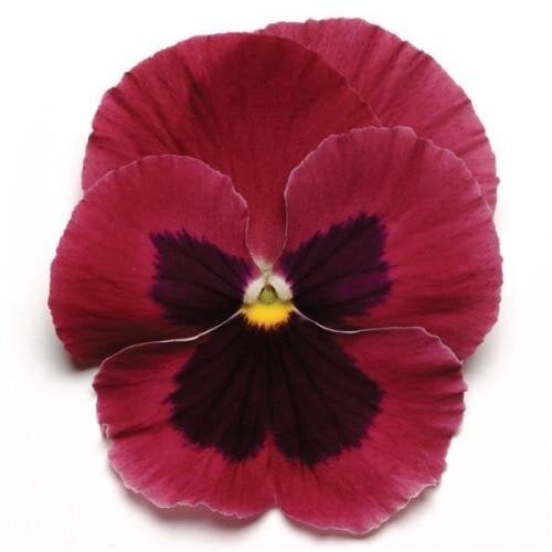 Семена цветов Виола MATRIX F1 ROSE BLOTCH PanAmerican 500 шт. (BN03395-2)