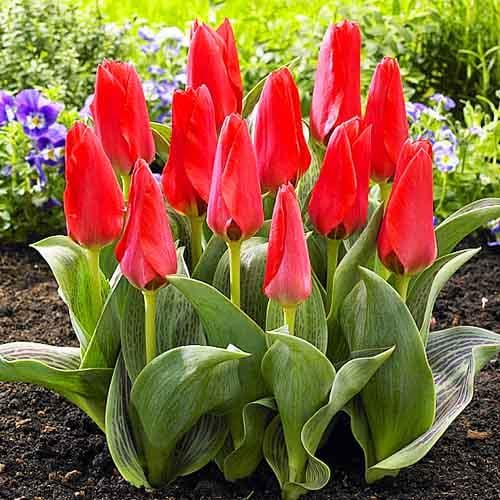 Тюльпан Florium Donauperle (11095) - фото 2 Тюльпан Florium Donauperle (11095) - фото 2