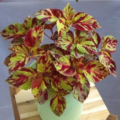 Семена цветов Колеус Fairway Mosaic Sakata 25 шт. (BN06924-4)