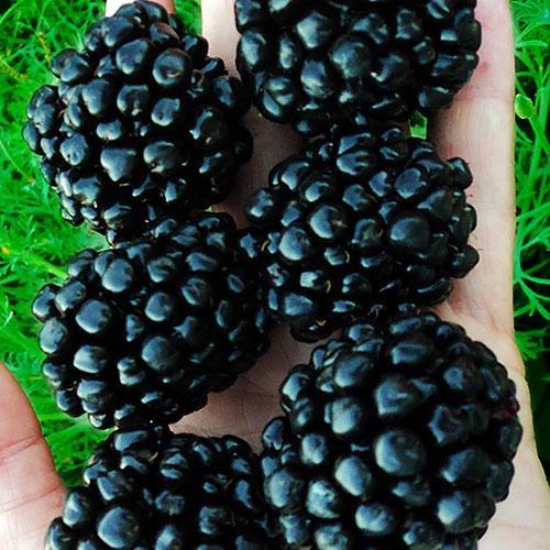 Саджанець Ожина гігант пізньостиглий сорт Кіова Ciova (46319)