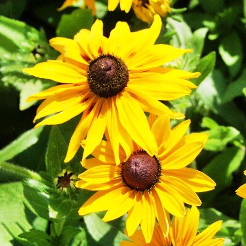 Семена Рудбекия Джем Florium