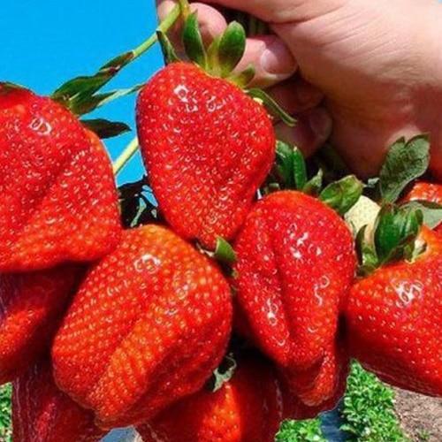 Сажанец Клубника Эрос средний срок созревания 5 шт. (37306)