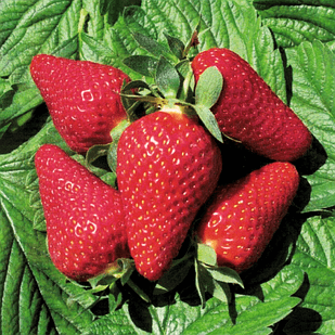 Саженец клубники Lycia ранний крупный (1469192546)