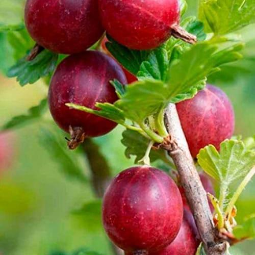 Сажанец Крыжовник бесшипный Каптиватор ранний срок созревания крупноплодный сорт (181520) Сажанец Крыжовник бесшипный Каптиватор ранний срок созревания крупноплодный сорт (181520)