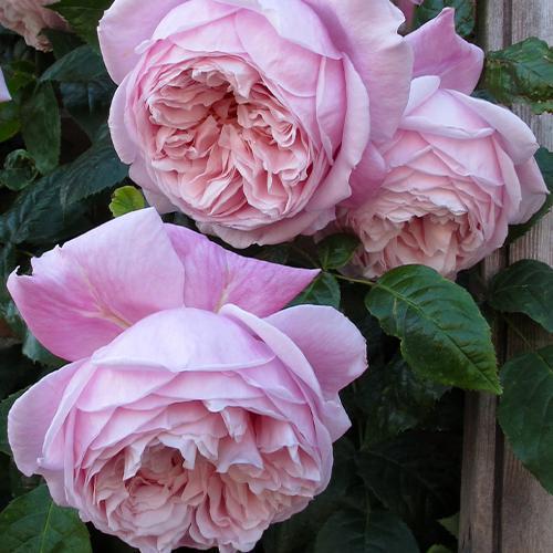 Саженцы роз Спирит Оф Фридом привитый 2-летний (6259)