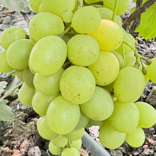 Сажанец Виноград кишмиш Ленд Крузер Land Cruiser сорт селекции (182239)