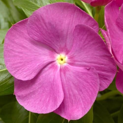 Семена цветов Катарантус розовый Cora XDR Orchid Syngenta 10 шт. (BN09892-4)