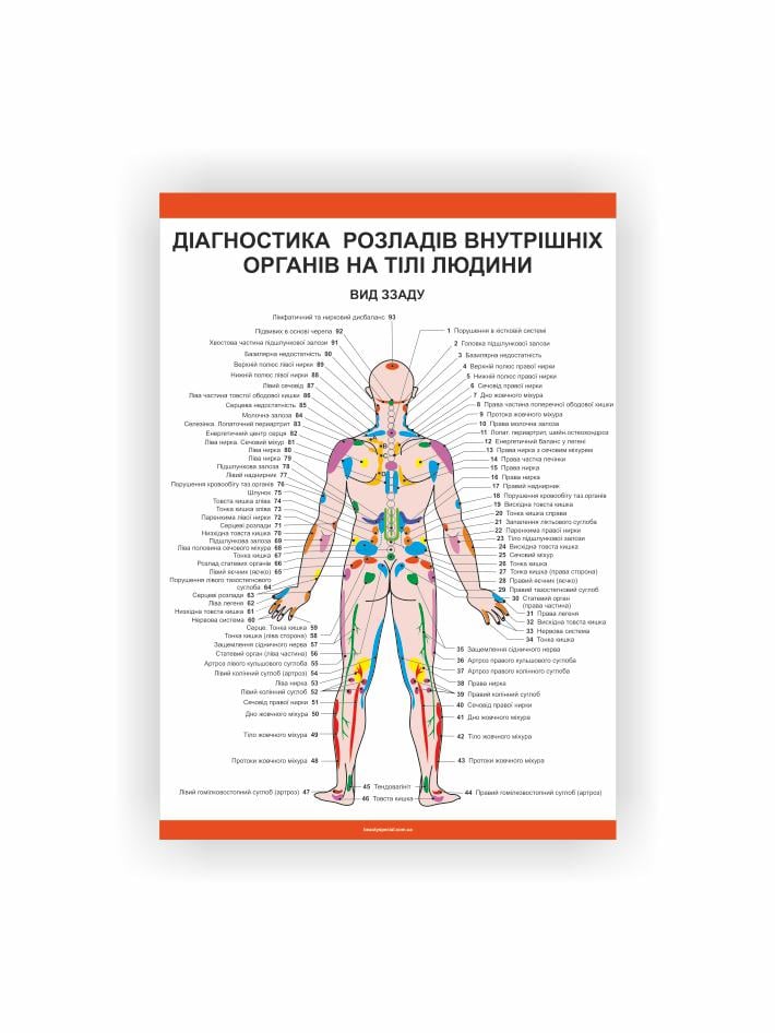 Плакат Vivay Диагностика нарушений внутренних органов на теле человека. Вид сзади 30х40 см (25698371)