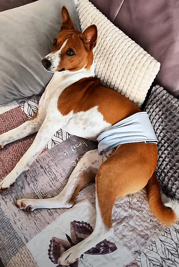 Пояс гігієнічний для кобелів Waudog Vet на липучці L Сірий (2495453435) - фото 11 Пояс гігієнічний для кобелів Waudog Vet на липучці L Сірий (2495453435) - фото 11