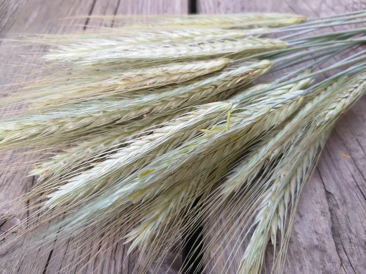 Колоски жита 100 шт. (27986317) - фото 3
