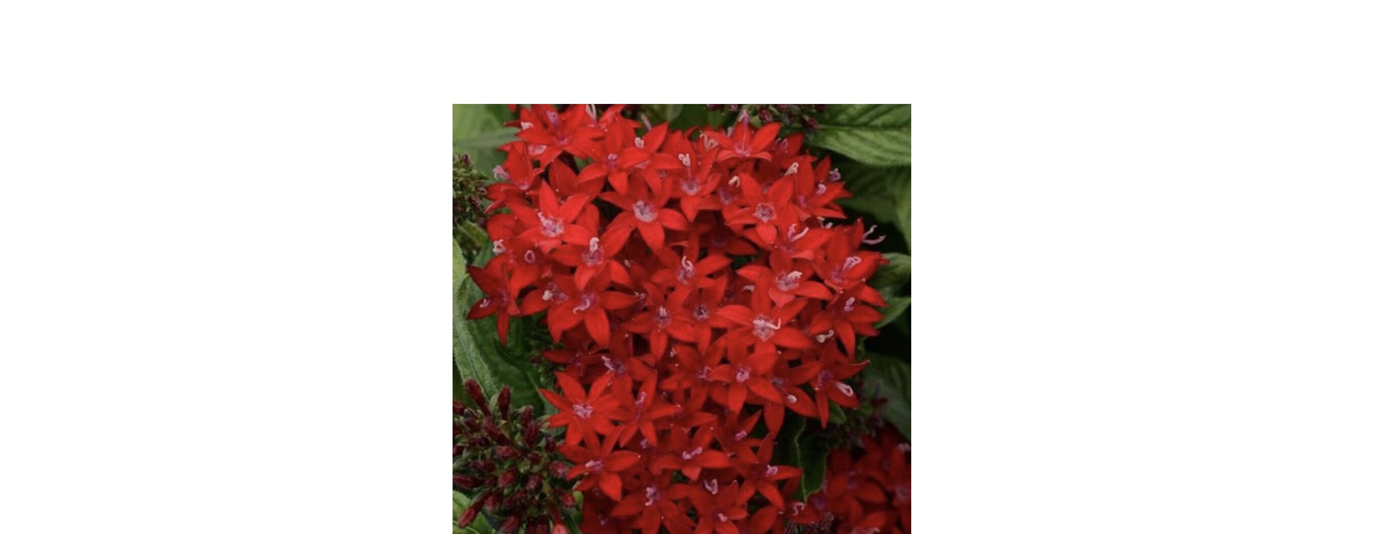 Семена цветов PanAmerican Пентас ланцетовидный LUCKY STAR Dark Red 5 шт. (BN08362-4)
