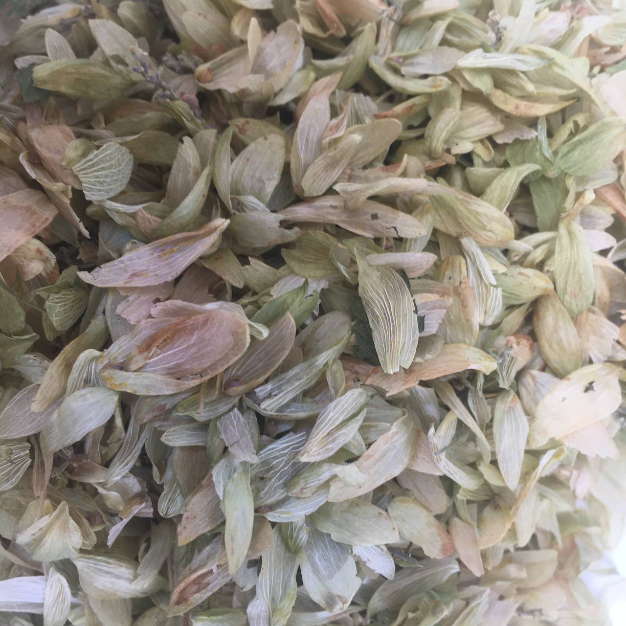 Хмель шишки Карпаты 50 г (629ca72c5a9bc14b63296fc3) - фото 2